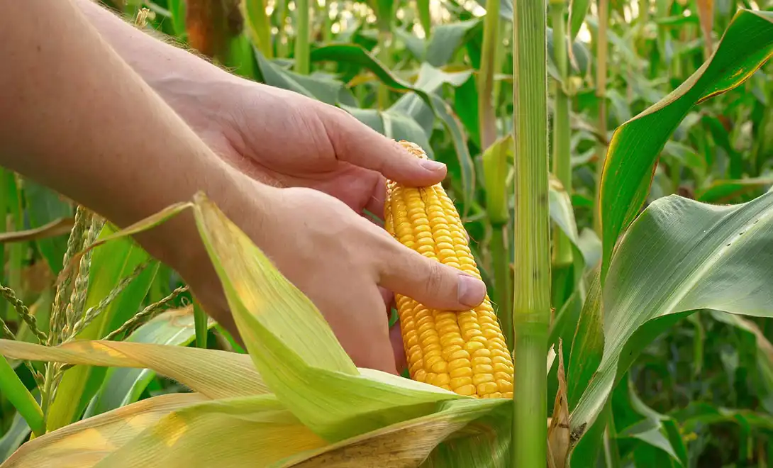 Amino Acid Peptide Solutions for Higher Maize Productivity